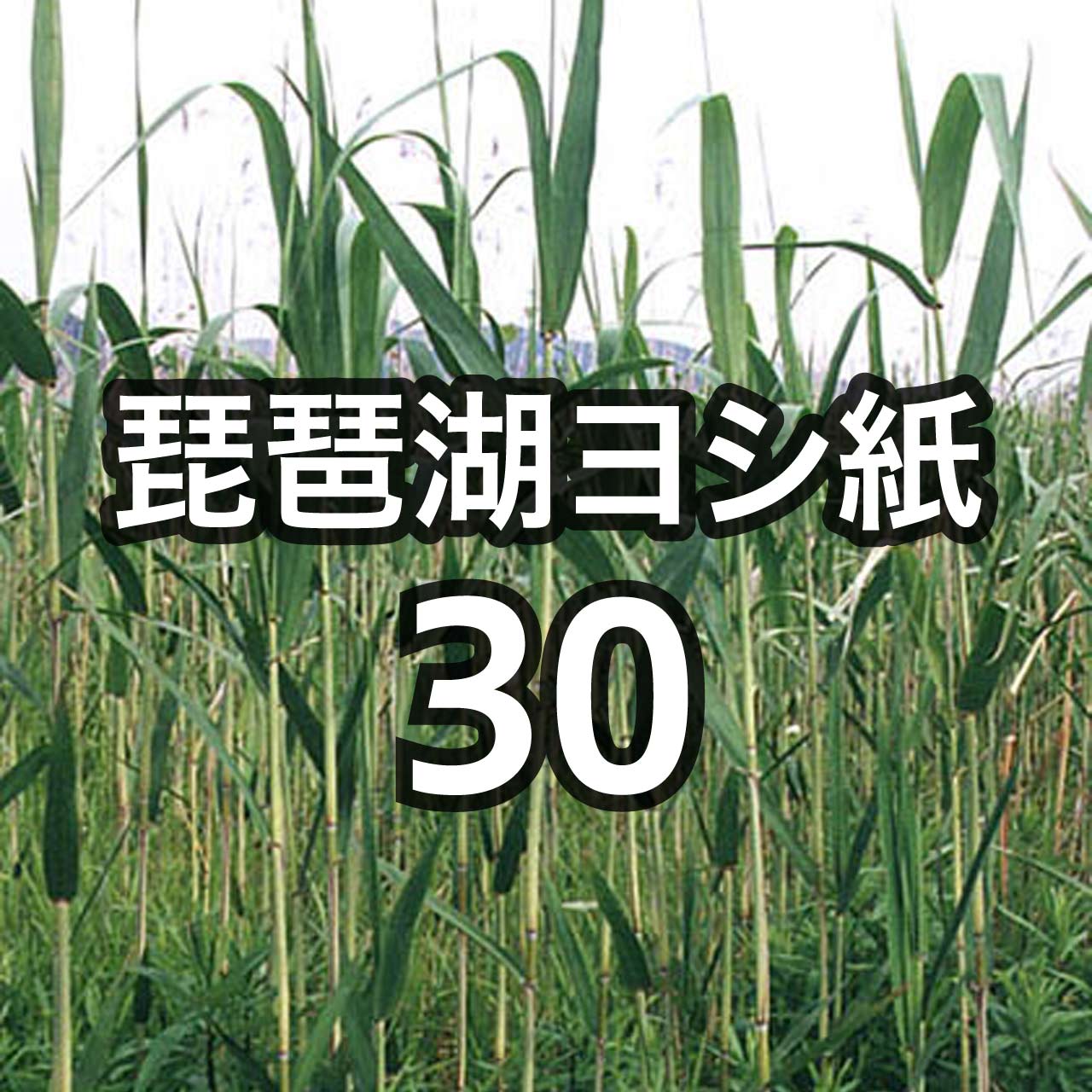 琵琶湖ヨシ紙30 250μ